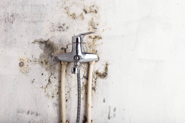 Best Same-Day Mold Removal  in Ajo, AZ