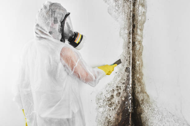 Best Mold Damage Repair  in Ajo, AZ