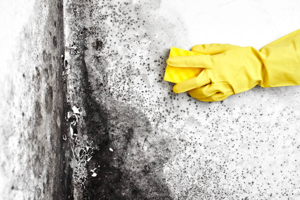 Attic Mold Removal in Ajo, AZ