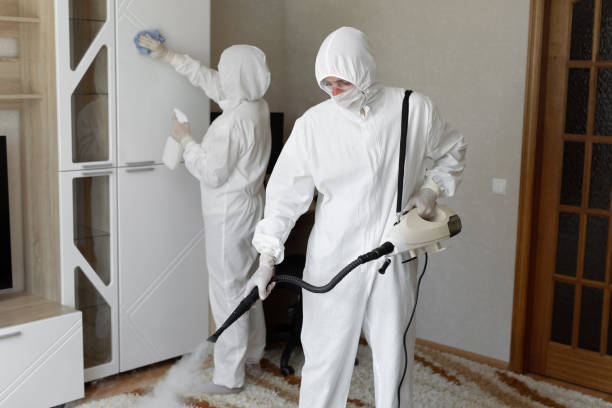 Best Toxic Mold Removal  in Ajo, AZ