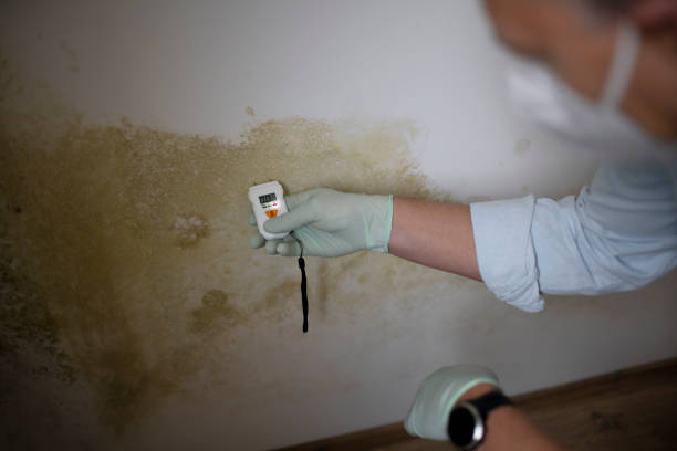 Best Black Mold Removal  in Ajo, AZ