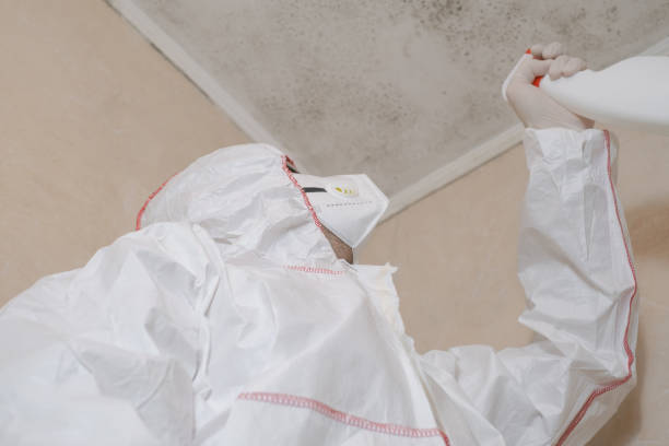 Best Mold Removal Company Near Me  in Ajo, AZ