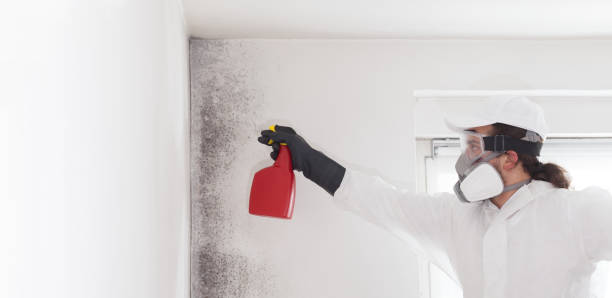 Best Office Mold Removal Services  in Ajo, AZ