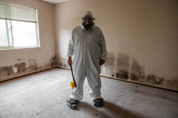 Certified Mold Removal in Ajo, AZ