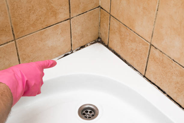 Best Best Mold Removal Companies  in Ajo, AZ